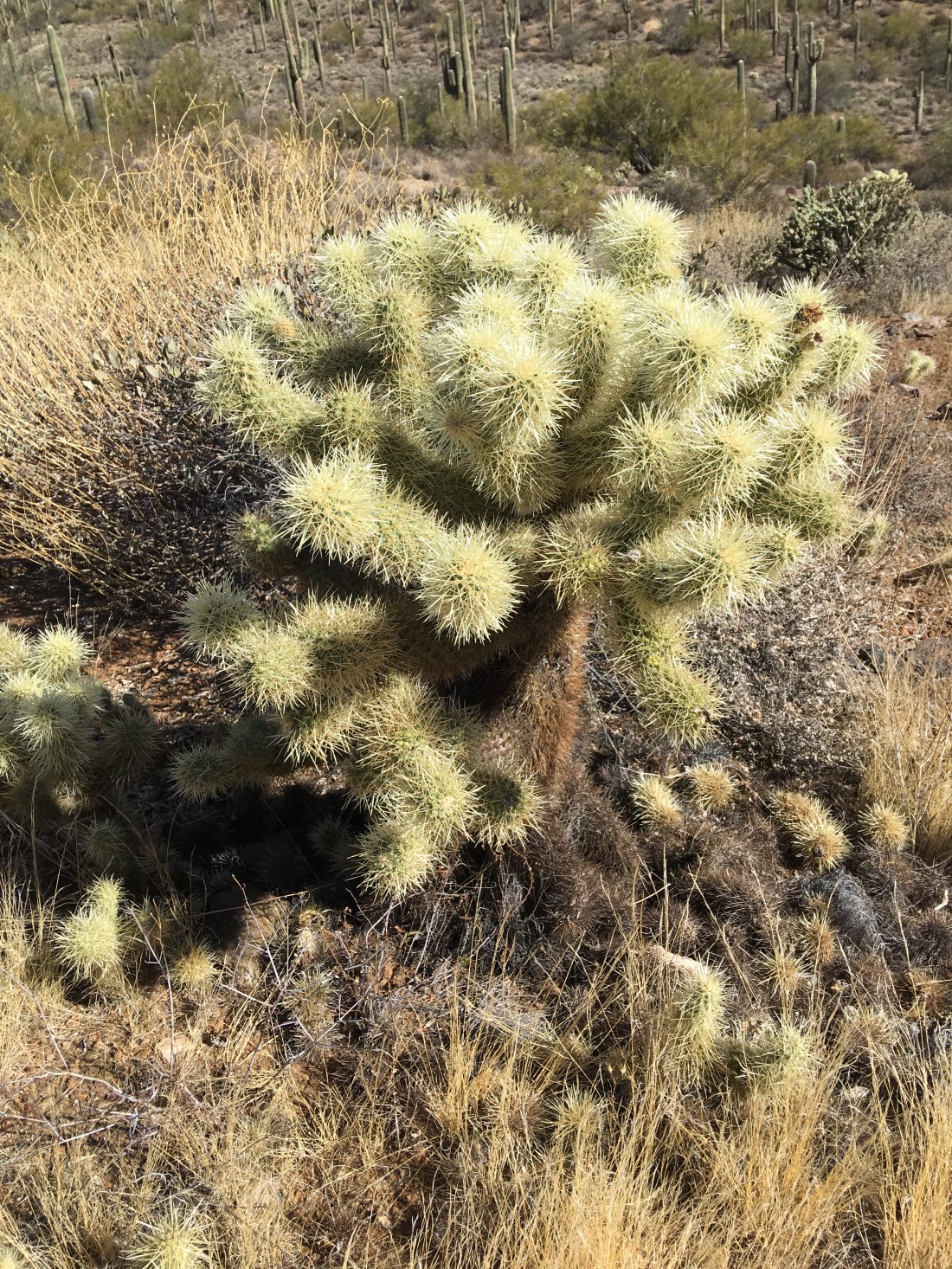 20180121_185200661_iOS