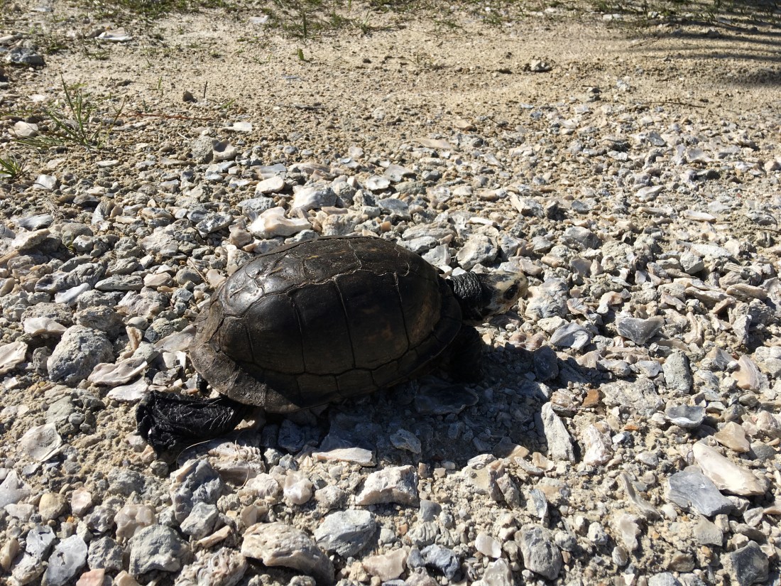 20170110_181109601_iOS