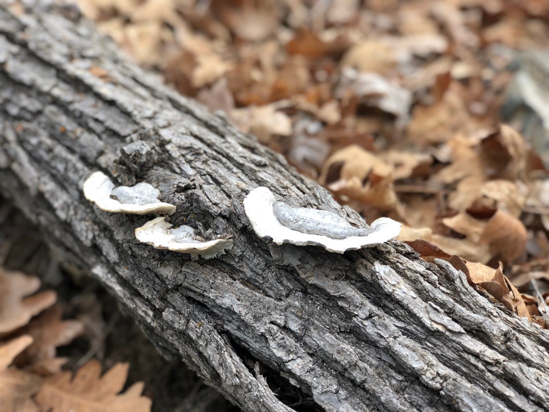 20180404_215709385_iOS