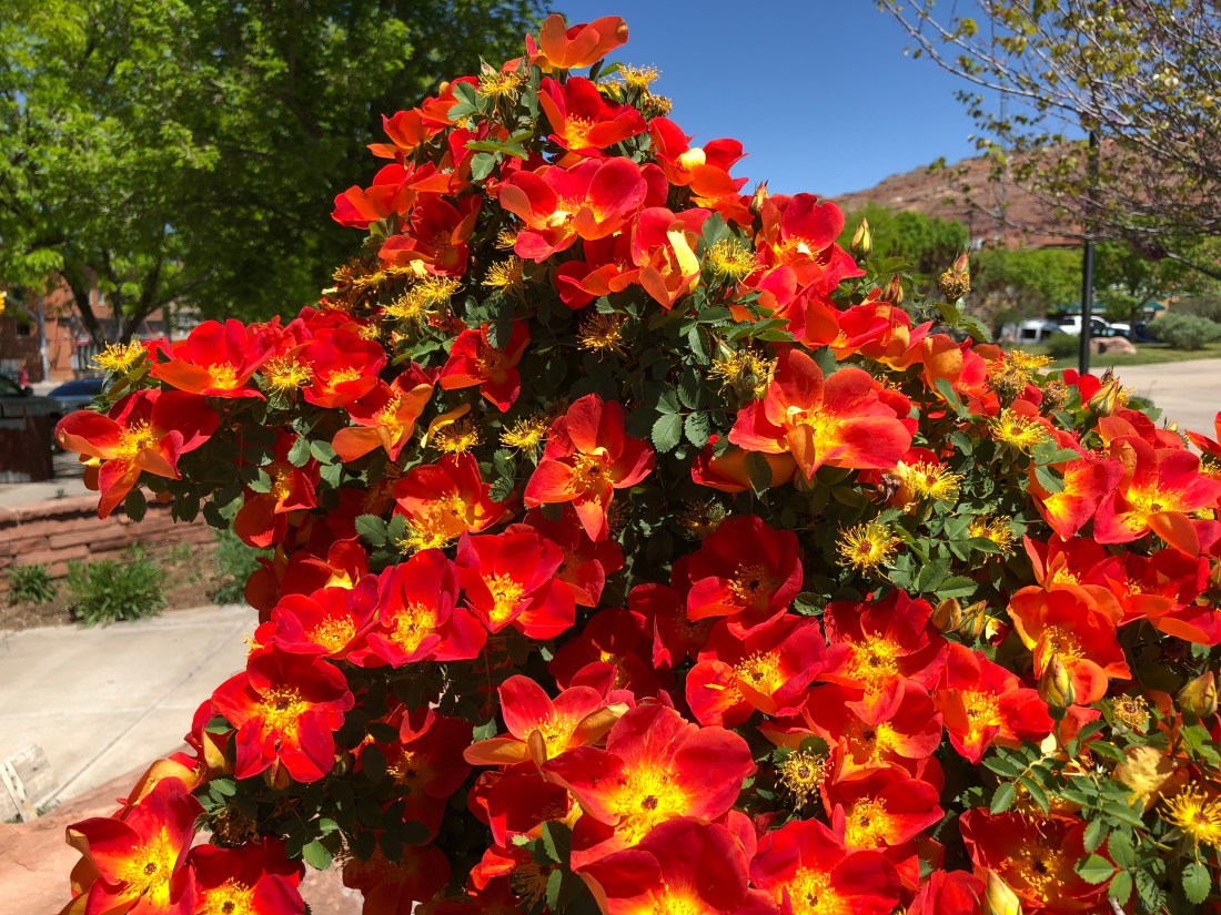 20180423_181819703_iOS