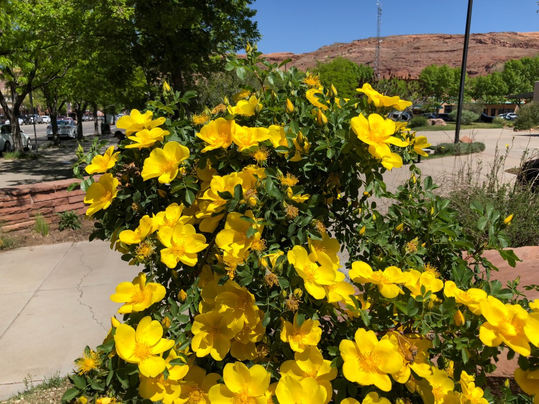 20180423_181827935_iOS