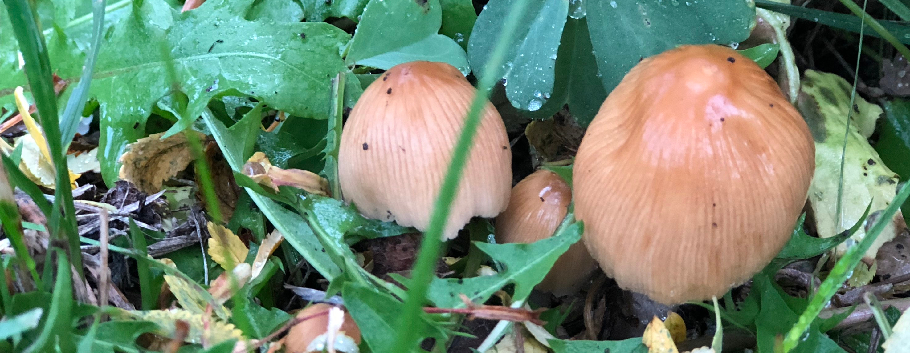 20180901_143832985_iOS