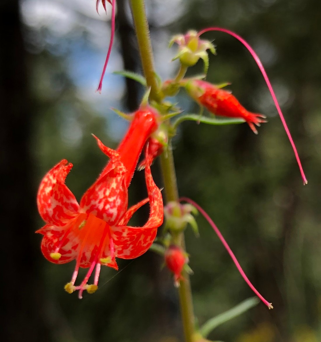 20180903_183734092_iOS