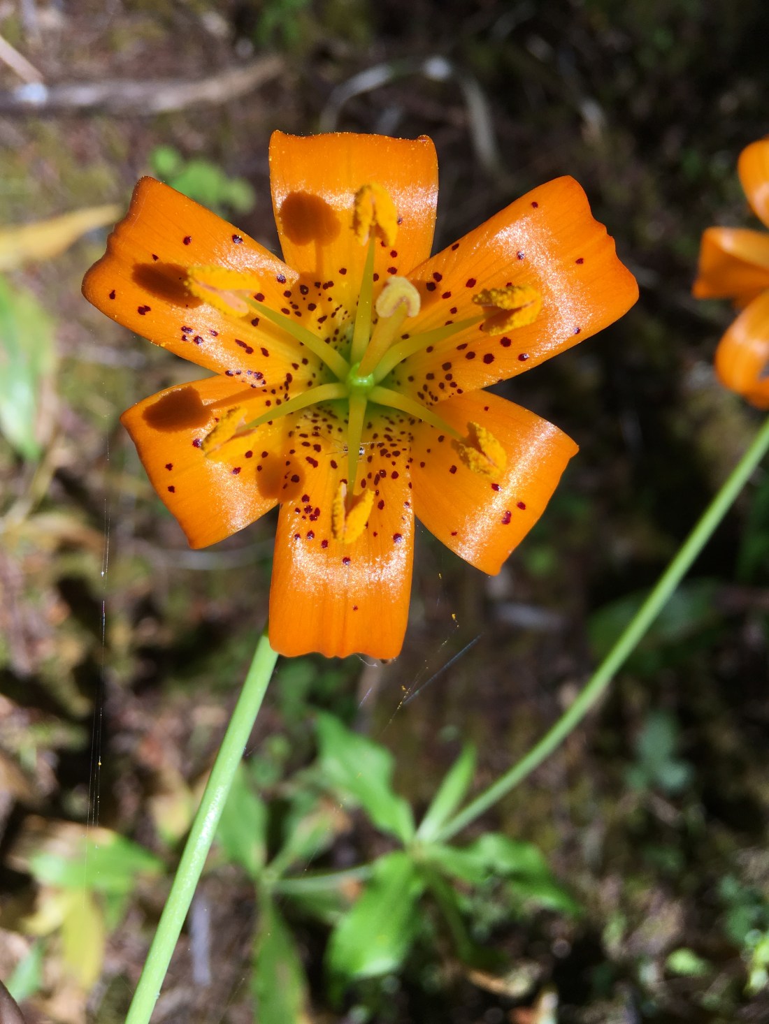 20170628_190821046_iOS